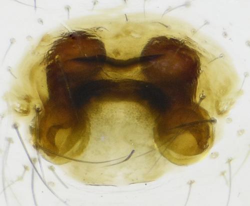 Dipoena melanogaster